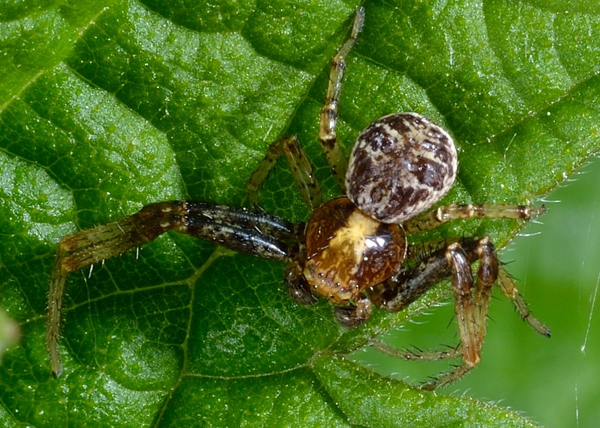 Xysticus cristatus